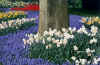 keukenhof.jpg (94357 bytes)