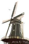 molenadriaan.jpg (52402 bytes)